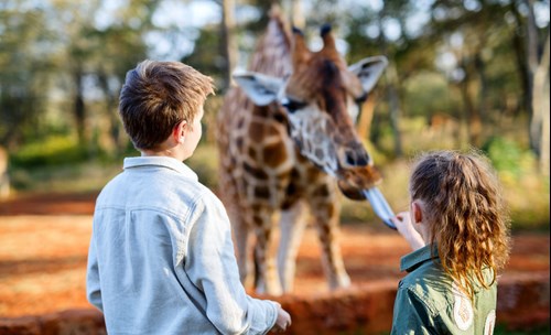 Two children looking at giraffe
