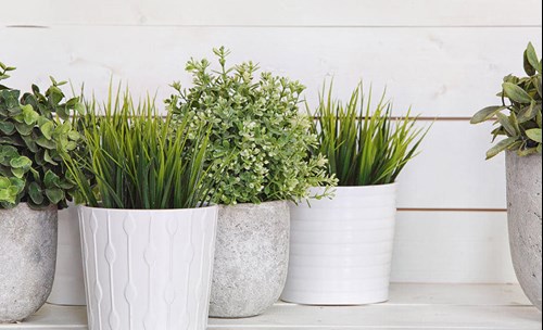 Plants to improve house exterior
