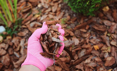 Person with pink garden gloves holding wood chippings