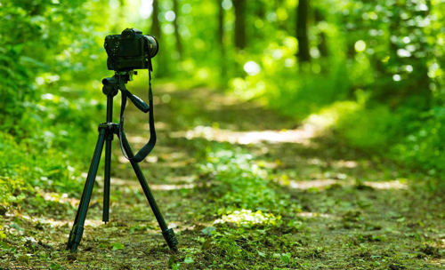 Camera and tripod in the woods